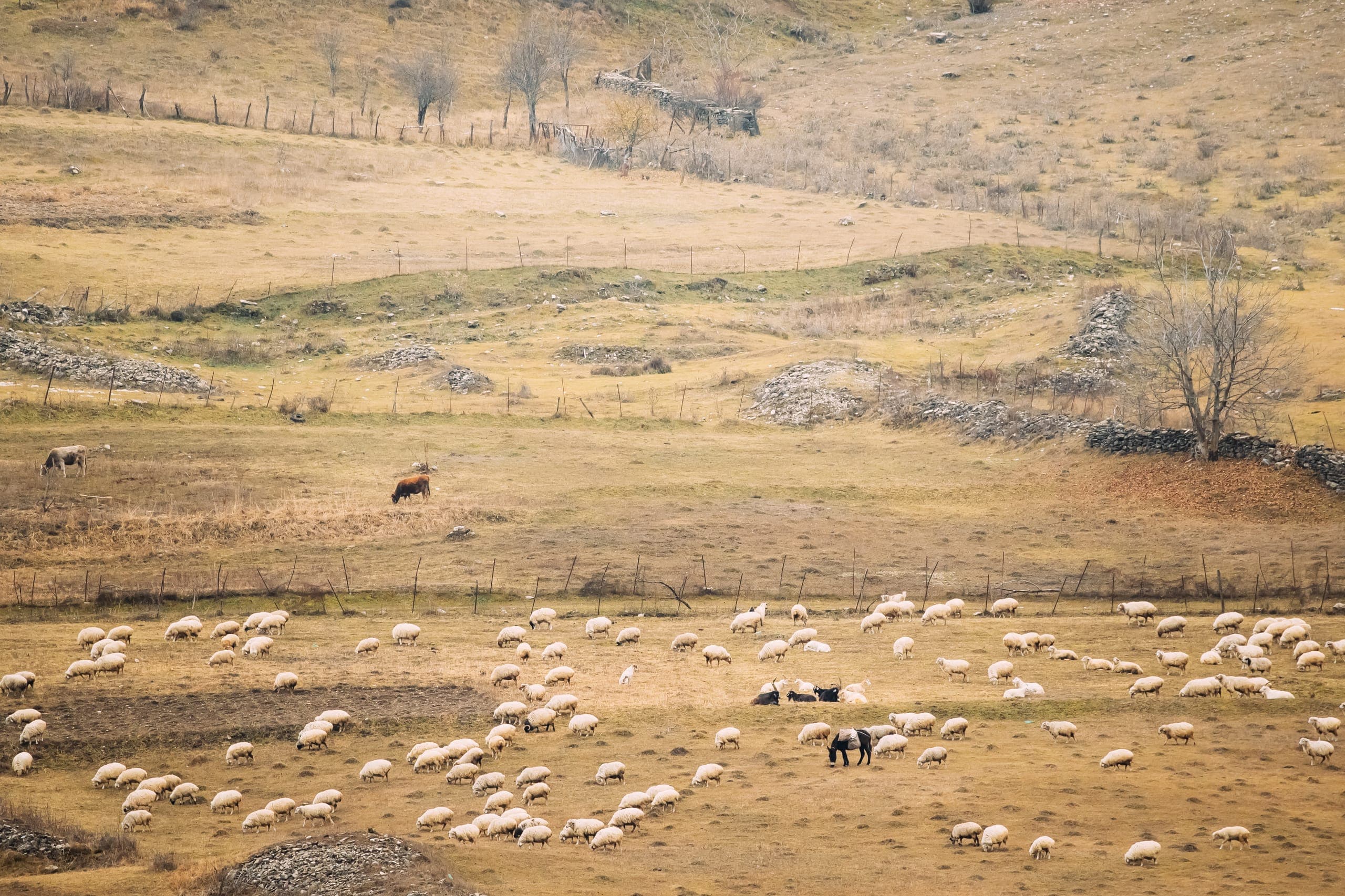 Flock of sheep in Kazbegi Caucasus mountains, rural Georgia landscape